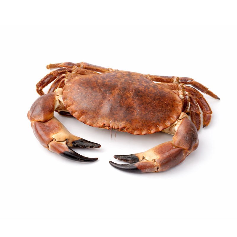 Buey de Mar Cocido