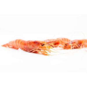 Gamba Roja M