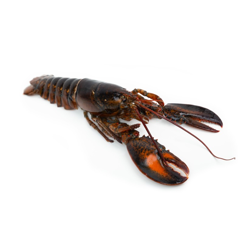 Bogavante