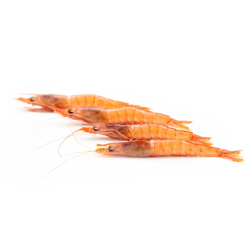 Gamba Extra